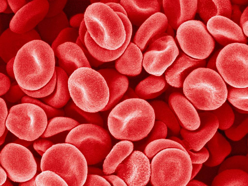 Как снизить уровень тромбоцитов в крови — Полезная информация